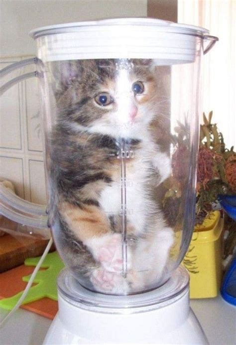 I can't believe you actually want to put these adorable kittens in a blender! Cat in a Blender | Cats, Cute animals, Funny cats