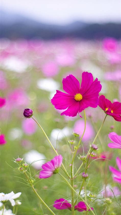 Beautiful Flowers In Full Bloom ⋆ Getphotos