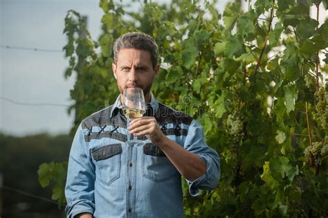Viticulturist Man Farmer Drink Wine At Grape Farm Winegrower Stock