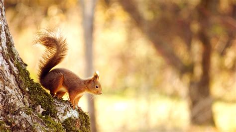 squirrel wallpapers hd wallpapers id
