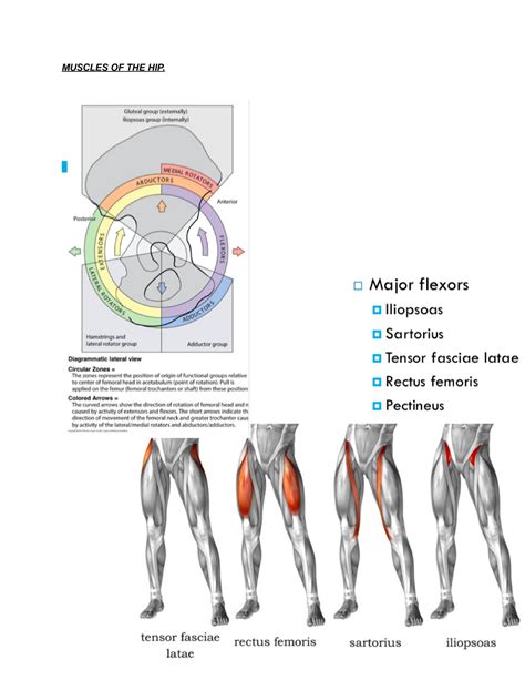 Muscles Of The Hip Lecture Includes Images And Diagrams Given By