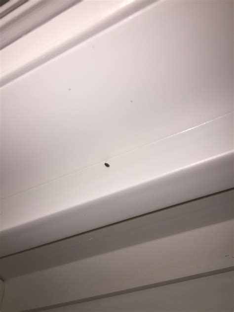 Small Black Bugs Around Windowsill What Are They 286259 Ask Extension