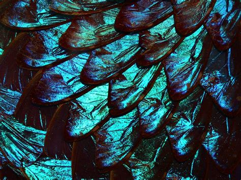 Kickstart This Mezoscope Butterfly Wings Things Under A Microscope