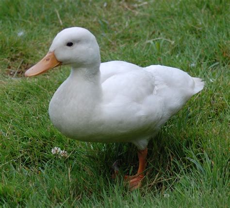 White Mallard Duck Iv By Decors On Deviantart