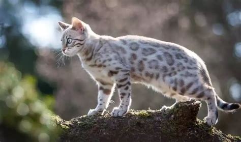 Kucing Bengal Putih Mengenal Ras Kucing Eksotis Nan Elegan Supersell Id