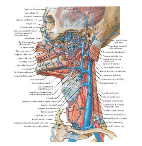 Check spelling or type a new query. Pin on Head and Neck Anatomy