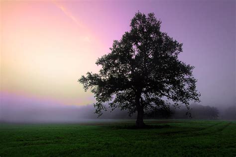 Wallpaper Tree Nature Sky Woody Plant Dawn Morning Mist Field