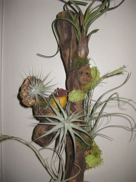Vertical gardens, farms and forests, rooftop vegetable gardens, and elevated structures for urban agriculture are some of the many possibilities of verticalization in plant cultivation, each with its unique. Vertical tillandsia tree | Tillandsia, Fall wreath, Wall decor