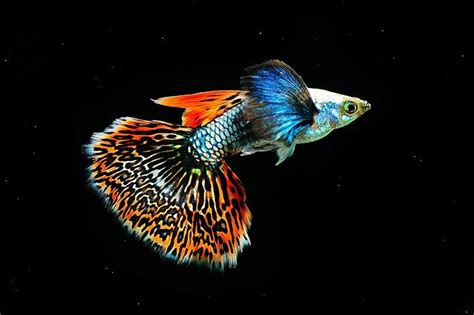 Maybe you would like to learn more about one of these? Pin by Lawrence Clark on Beautiful fish | Guppy fish ...