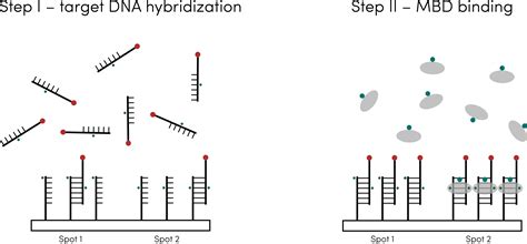 Download This Year, Ucsd Igem Team Has Successfully Built Upon PNG
