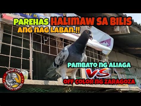 Kalapating Parehas Malupit Ang Laban Ay Sobrang Dikit Aliaga Vs