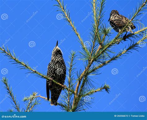 Two Starlings Stock Photo Image Of Bird Sprig Twig 26556672