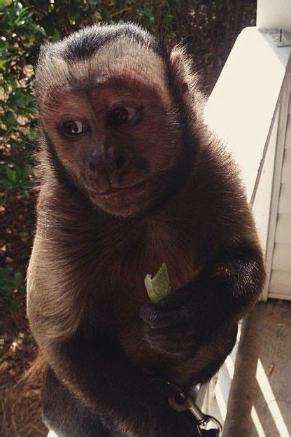 Monkey Boo Comiendo Alguito Monkeyboo Capuchin Capuchinmonkey