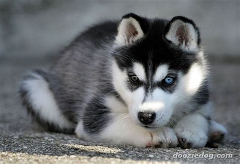 ❤ get the best husky dog wallpaper on wallpaperset. 40 Cute Siberian Husky Puppies Pictures - Tail and Fur