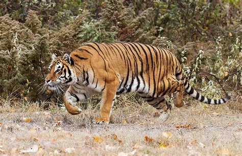 Saving The Tiger How Indias Successes In Tiger Conservation Have
