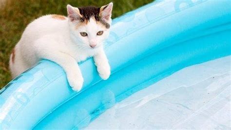 But nathan is pretty special. Can Cats Swim? Find Out Here! - The Barn Cat Lady