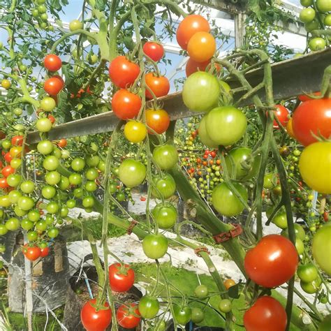 Tomatoes Tomatoes Tomatoes | Clevedon Herbs & Produce 
