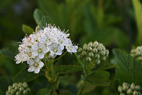 Ninebark Physocarpus Opulifolius Is A Native Shrub That Produces Clusters Of White Flowers In
