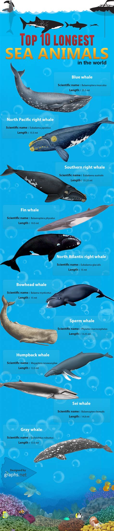 Largest Sea Animals In The World