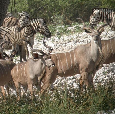 Encyclopaedia Of Babies Of Beautiful Wild Animals Kudus Of Africa