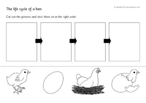 Life Cycle Of A Chicken Worksheet