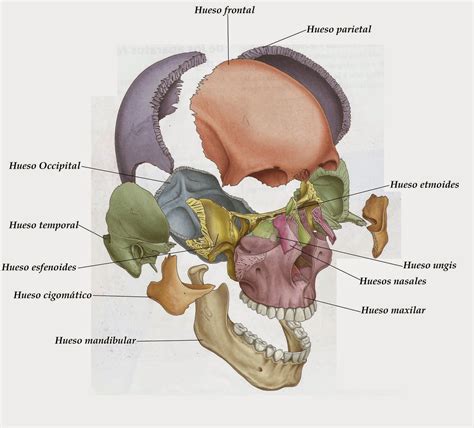 Tratamiento Craneal Trabajando Las Estructuras Del Cráneo Fisiodual