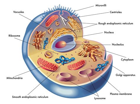 Bones in human body is the solid structure that helps in making the physical appearance of the body. Anatomy & Physiology of the Cell - European Medical School ...