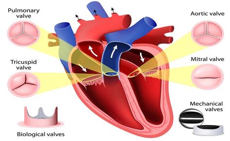 Valvular Heart Disease With Causes Test And Nursing Intervention