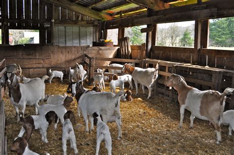 Goat Farm Layout Design