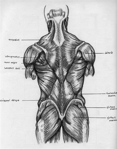 Back Muscles Chart By Badfish On Deviantart Muscle Diagram Human