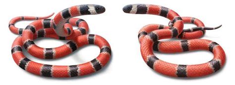 Deadly Snakes Or Just Pretending The Evolution Of Mimicry