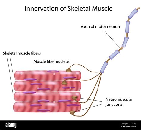 Skeletal Muscle Innervation Stock Photo Alamy