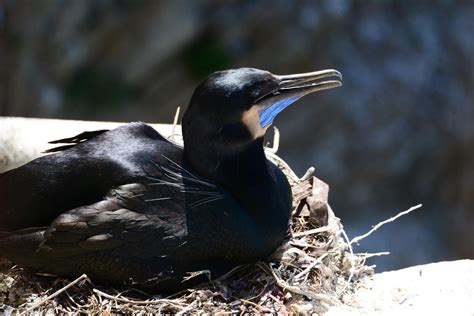Thriving Seabird Colony On Alcatraz Island Audubon California