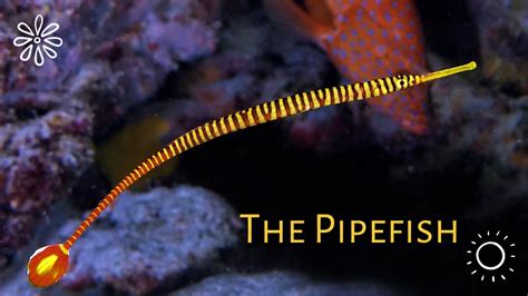 Pipefish Care Guide Appearance Types And Diet