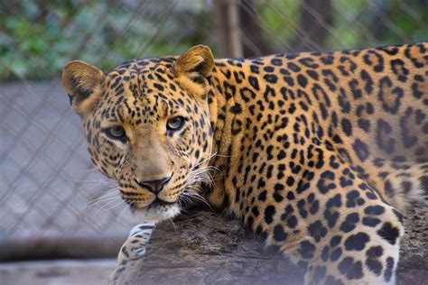 Pardus) in asia and africa, and the jaguar (p. Boy, 5, Eaten Alive By Leopard While Playing With Friend ...