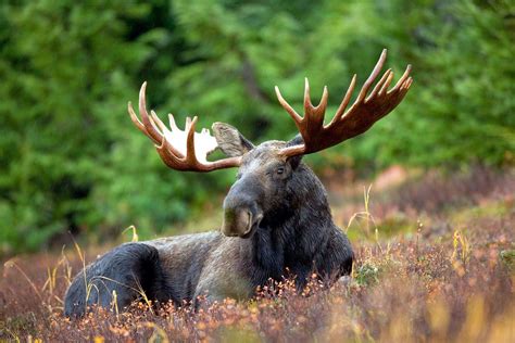 Biologists Hunters Puzzled By Moose Sighting In Nevada Outdoorhub
