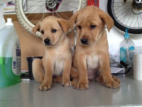 (3) black males and (1) yellow female. Labrador Retriever Rottweiler Puppies FOR SALE ADOPTION ...