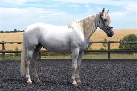 White Horse 3 A Z Animals