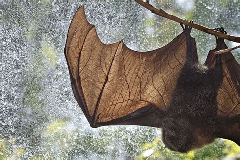 Big Stretch By Official San Diego Zoo Via Flickr Bumblebee Bat