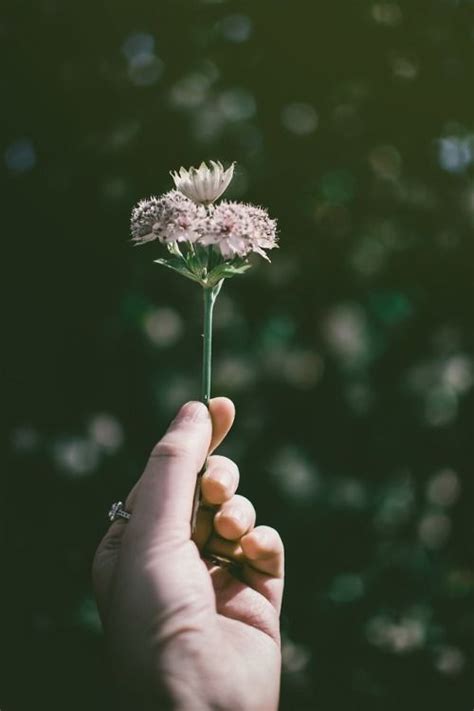 New Free Stock Photo Of Hand Petals Flower Hands Holding Flowers Hand Photography Instagram