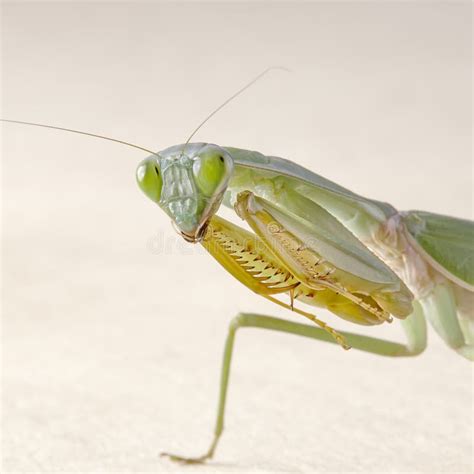 Giant Malaysian Shield Praying Mantis Rhombodera Basalis Resting On A Tree Stock Photo Image