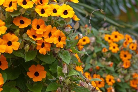 After emergence thin out or transplant to the final place. Top 10 Climbing Plants for a Small Trellis