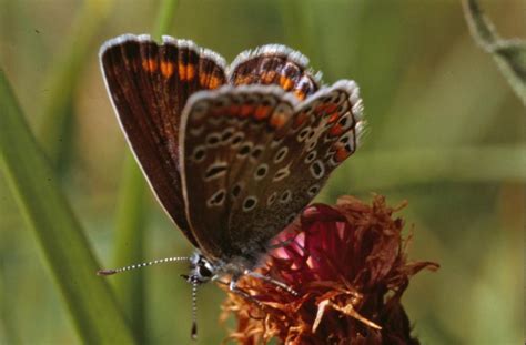 Butterfly Free Stock Photo By Munch Pierre On Stockvault Net