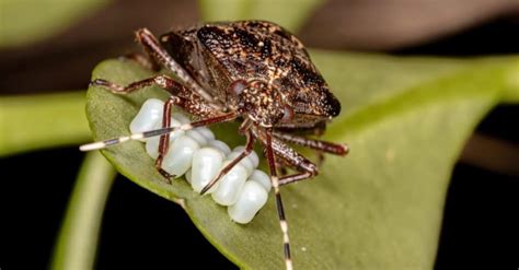 What Do Stink Bugs Eat Imp World