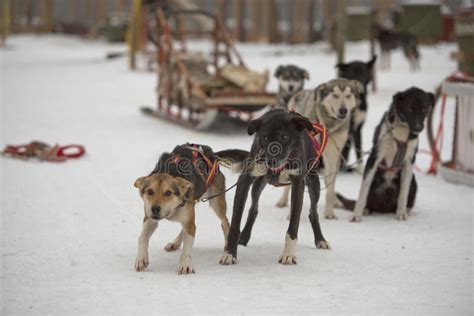 Sledding With Sled Dog In Lapland In Winter Time Stock Image Image Of