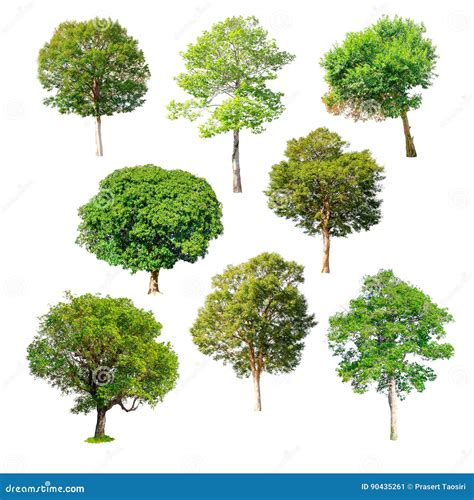Isolated Trees On White Background Stock Image Image Of Single