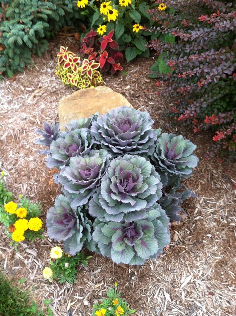 Ornamental Cabbage | Ornamental cabbage, Winter garden, Backyard