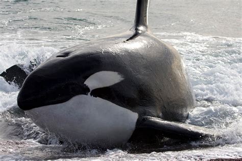 Orcas Wild Orca Genetic Study Shows Orcas Are More Than One Species