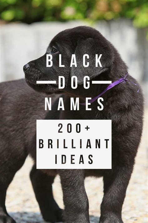 Black Dog Names Over 200 Inspiring Ideas For Naming Your Pup Black