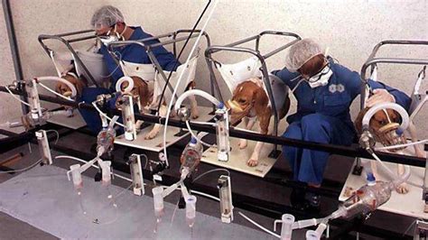 Petition · Maybelline Needs To Stop Animal Testing ·
